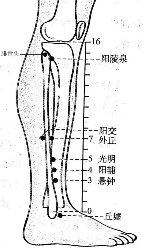 陽泉穴|陽陵泉穴位置 